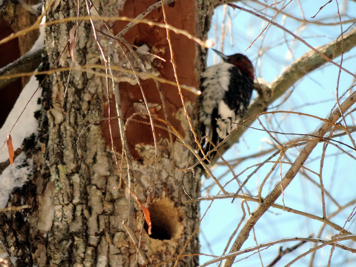 Red-headed Woodpecker - Rob Speirs
