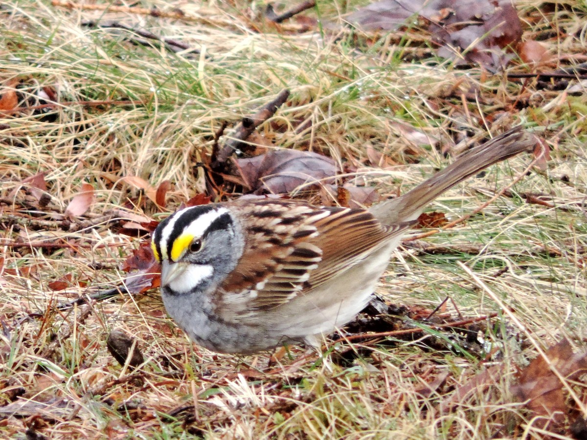 White-throated Sparrow - ML128491781