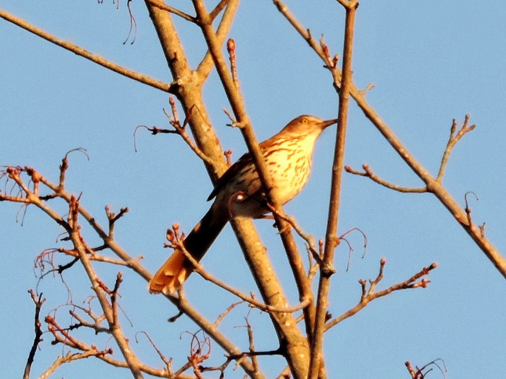 Brown Thrasher - ML128491811