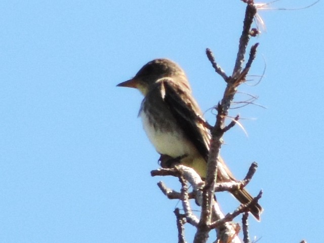 Olive-sided Flycatcher - ML128492601