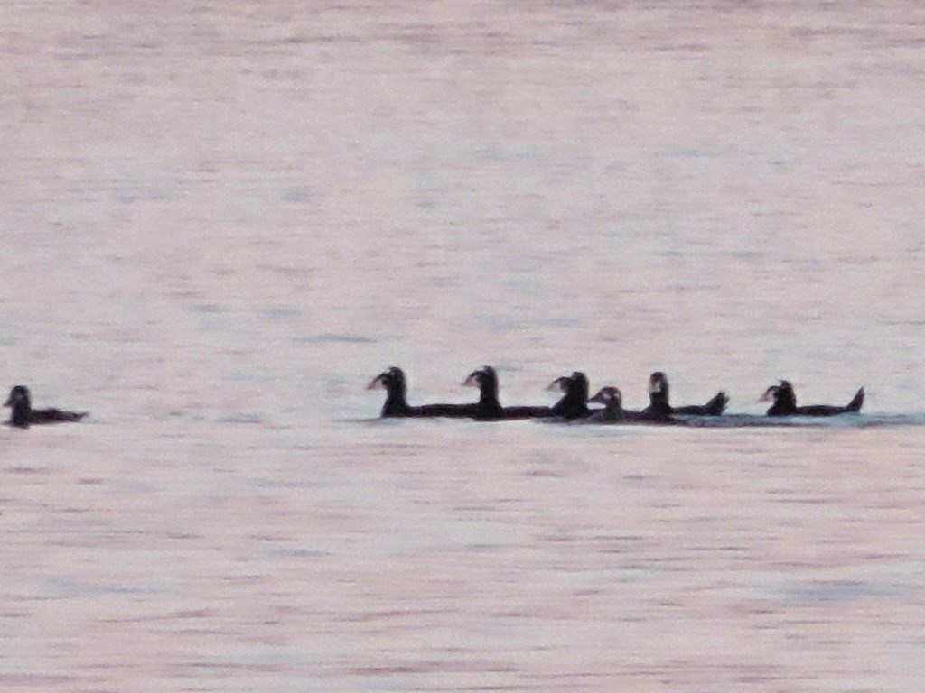 Surf Scoter - Rob Speirs