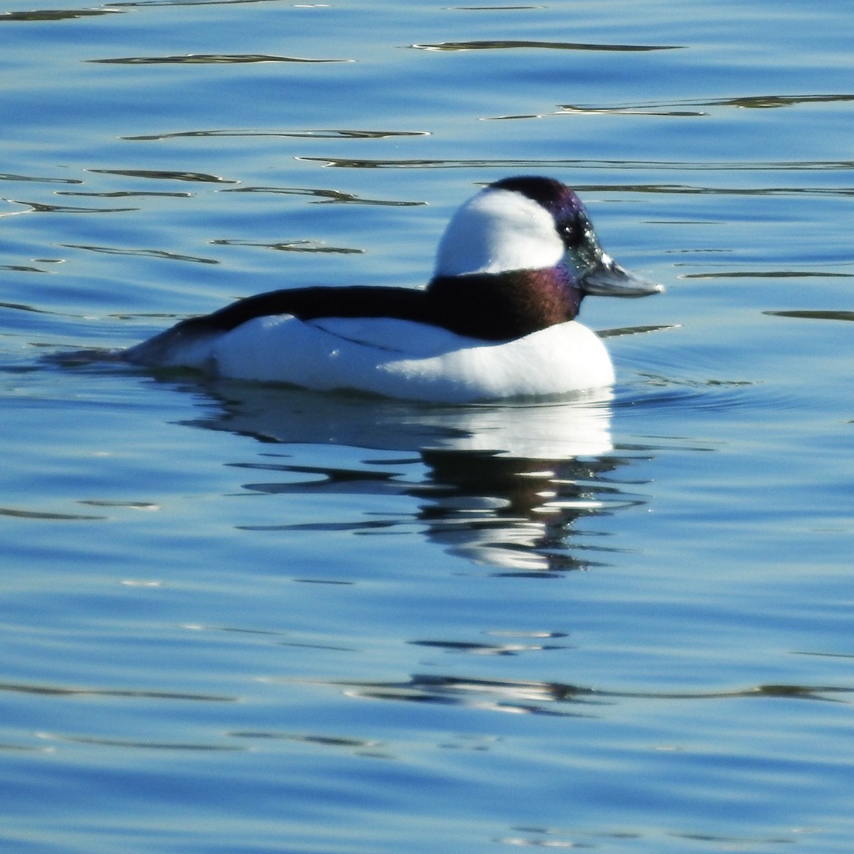 Bufflehead - Michelle Haglund