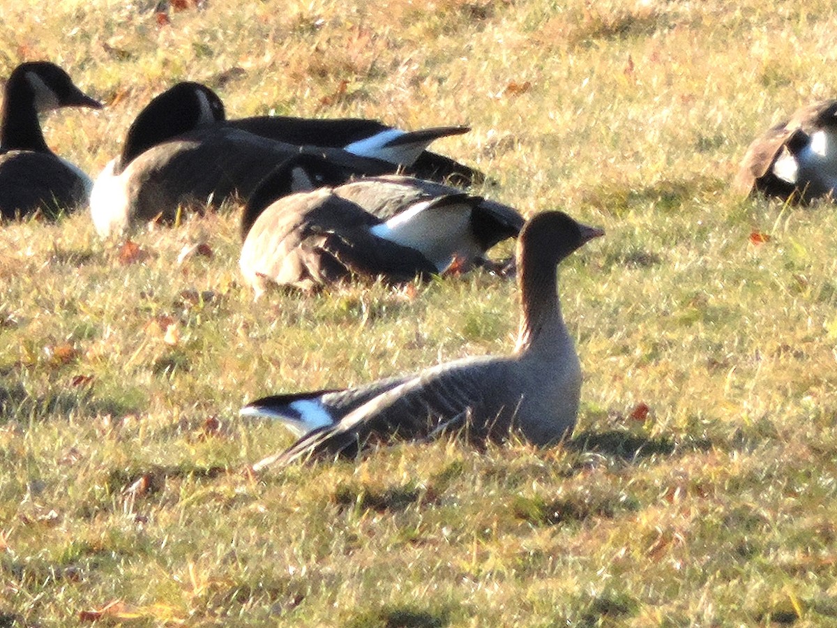 Pink-footed Goose - ML128493711