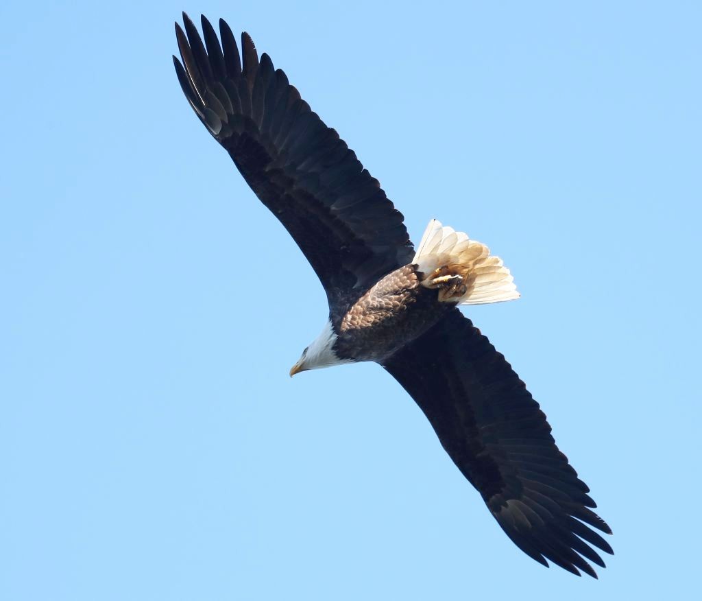 Bald Eagle - ML128494381