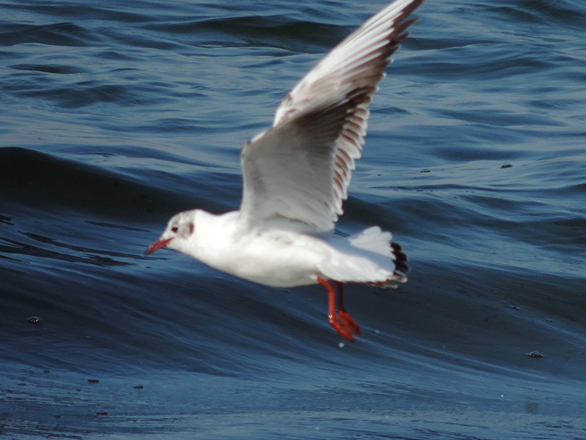 Mouette rieuse - ML128495121