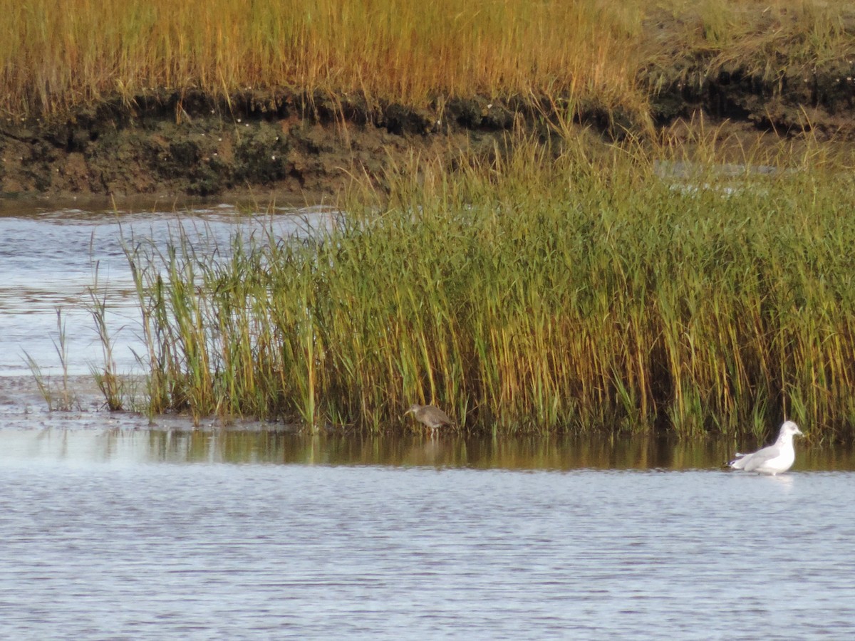 Clapper Rail - ML128495631