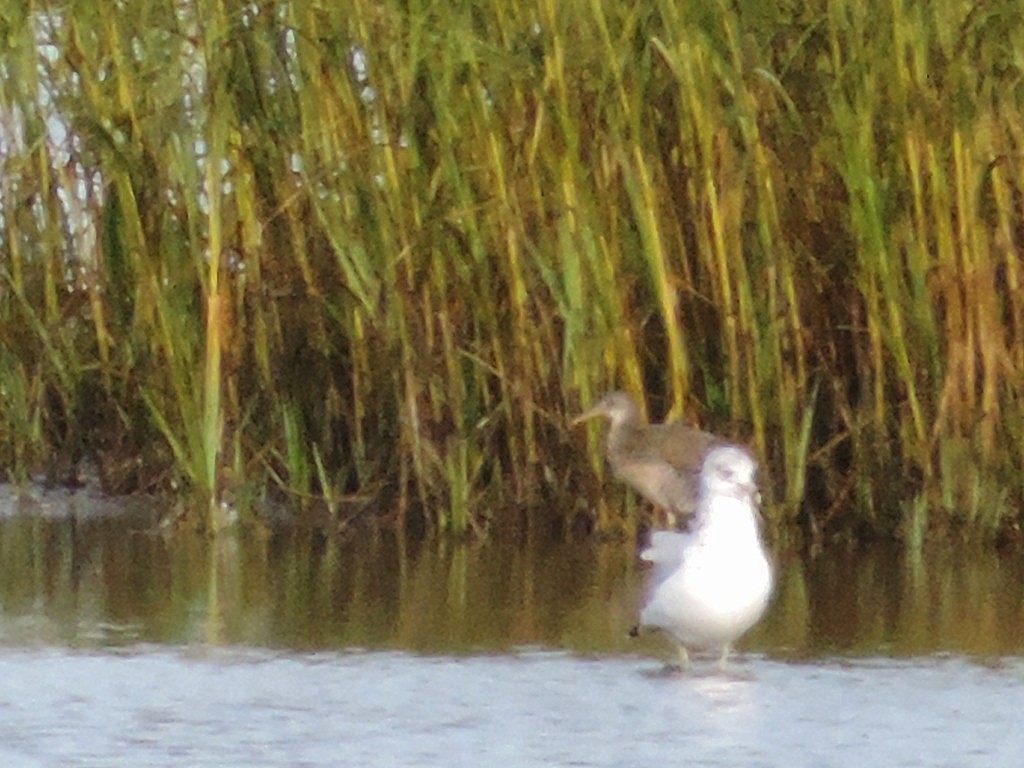 Clapper Rail - ML128495651