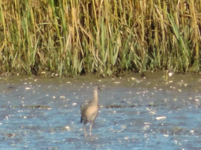 Clapper Rail - ML128495671