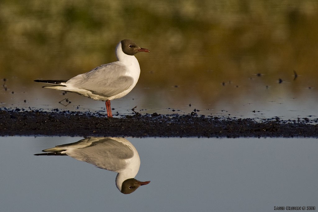 Black-headed Gull - ML128496441