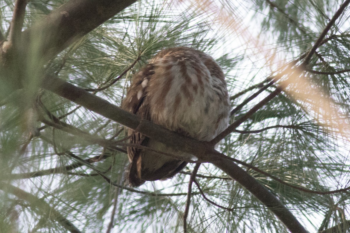 Northern Saw-whet Owl - ML128497241