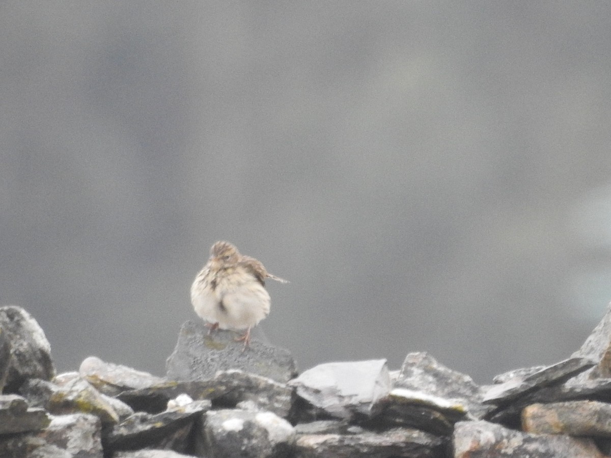 Meadow Pipit - ML128499201