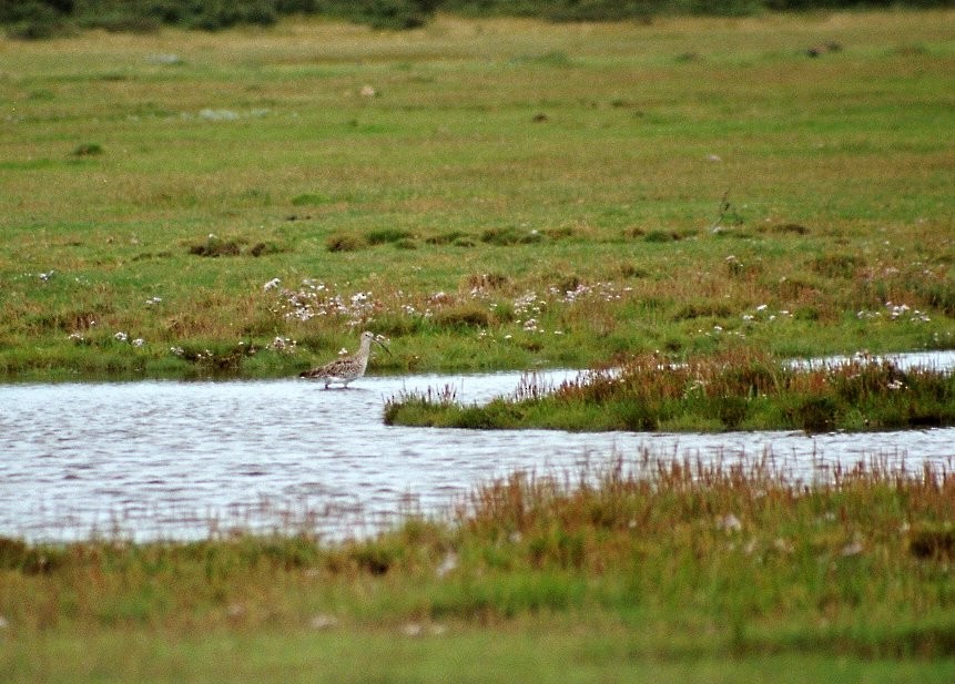 Eurasian Curlew - Jean-Marc  Gauche