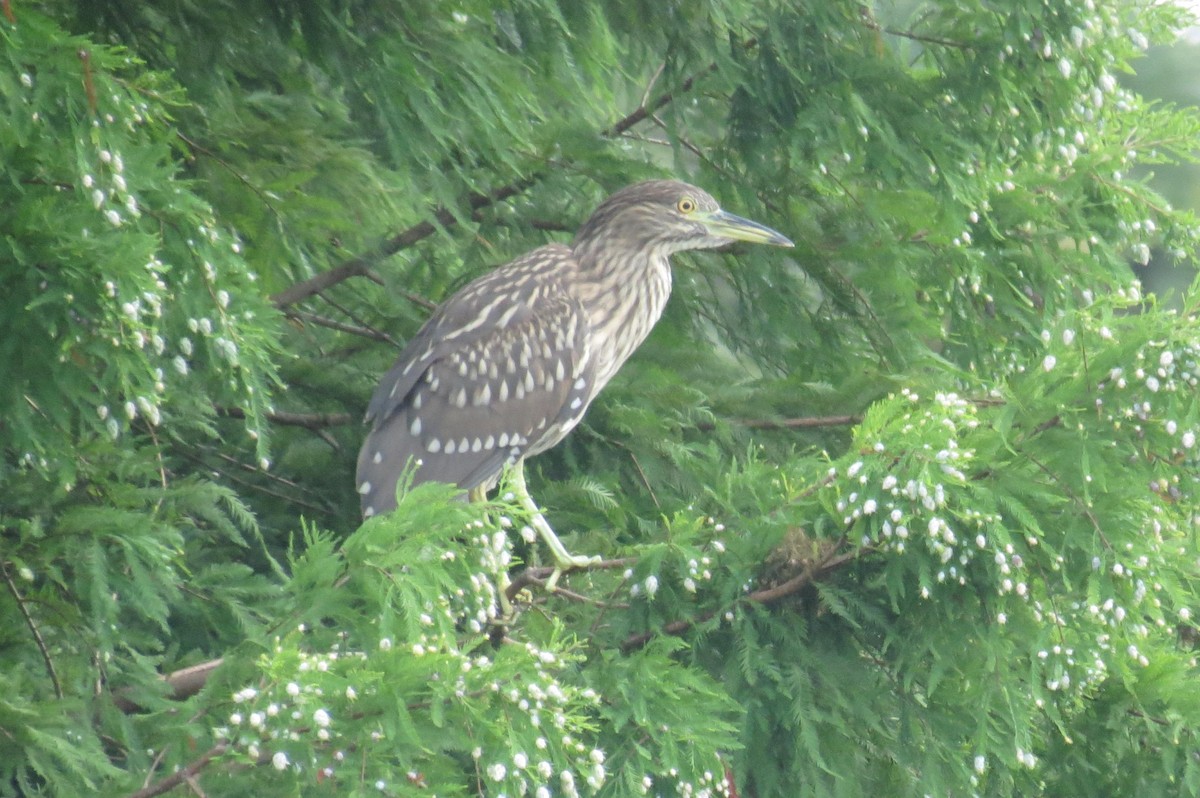 Black-crowned Night Heron - ML128500391