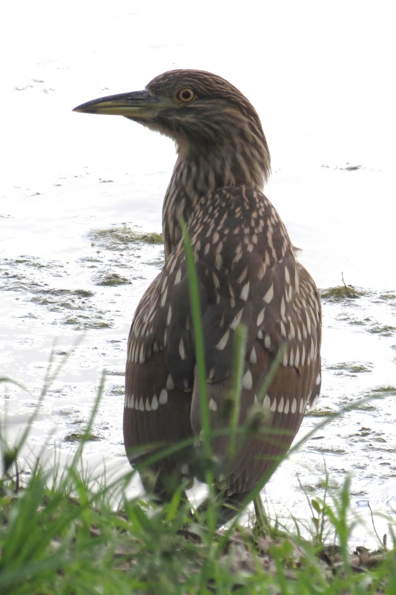 Black-crowned Night Heron - Steven Kaplan