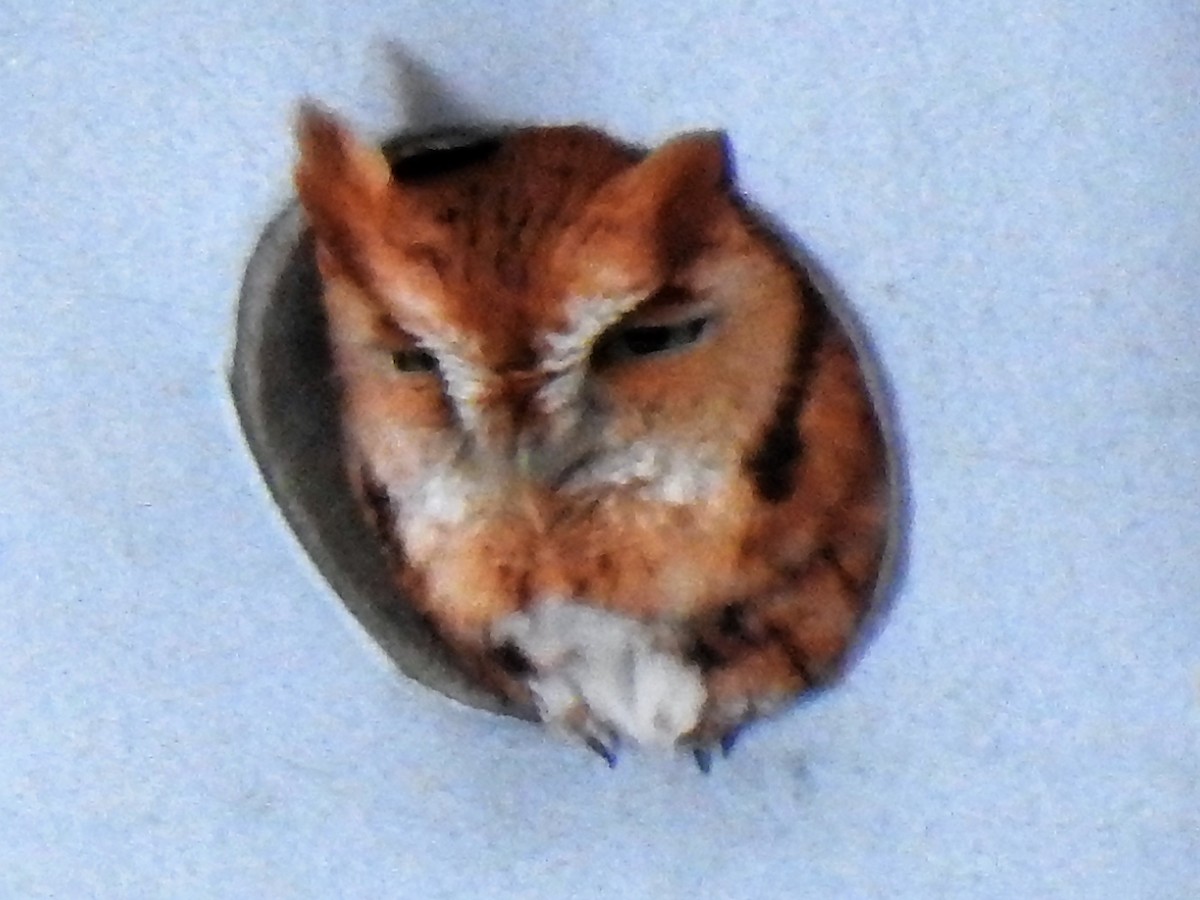 Eastern Screech-Owl - ML128501681