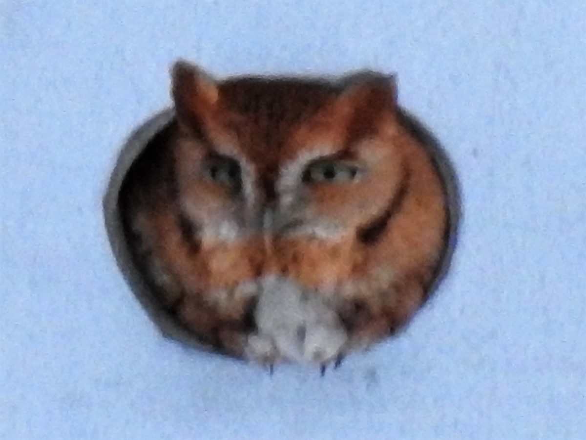 Eastern Screech-Owl - ML128501691