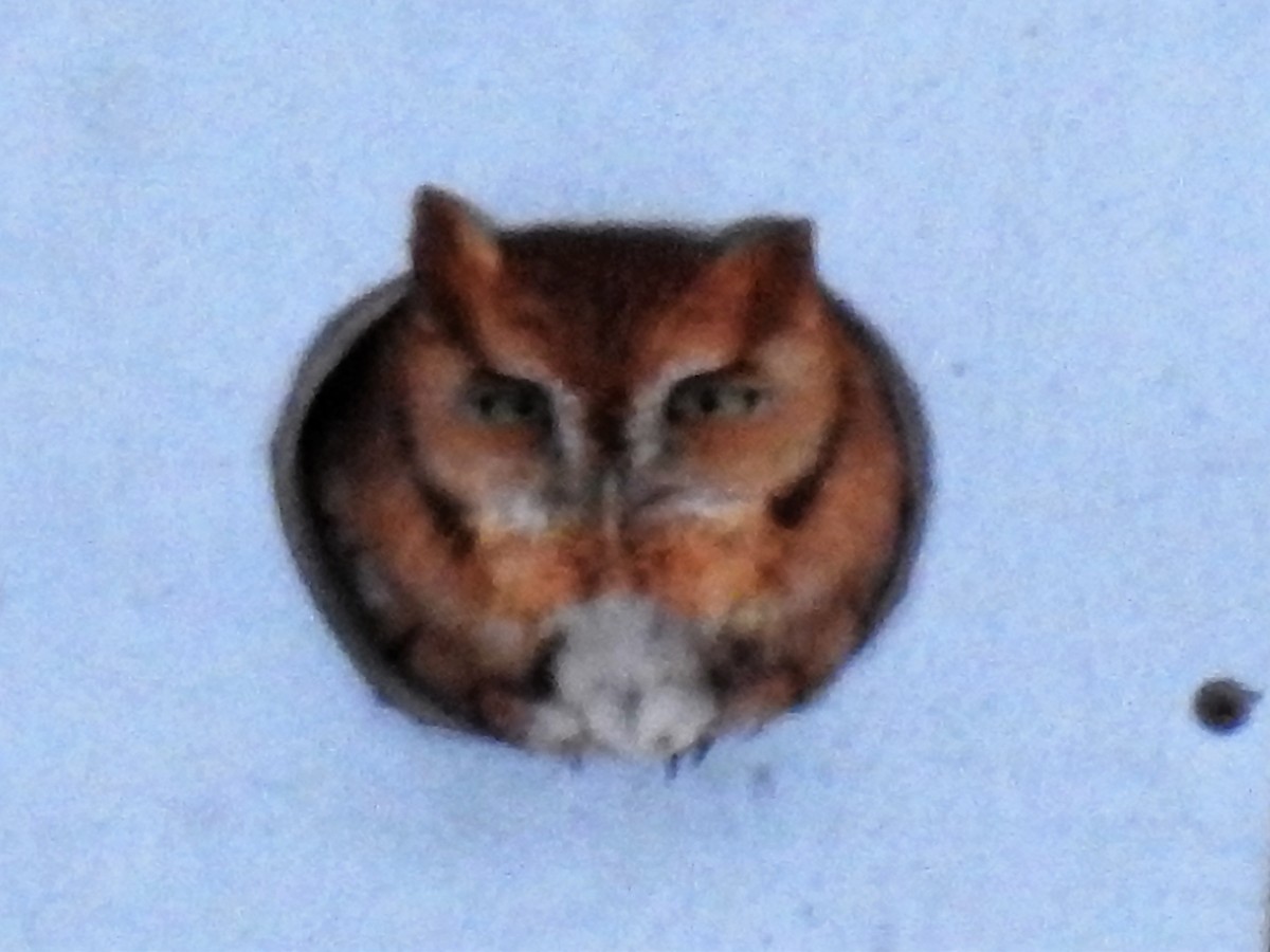 Eastern Screech-Owl - ML128501701