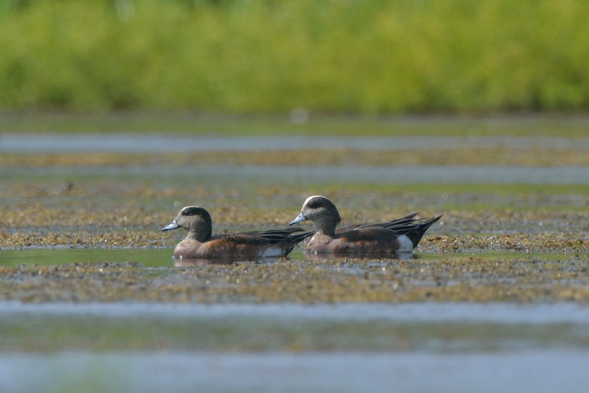 American Wigeon - Michiel Oversteegen