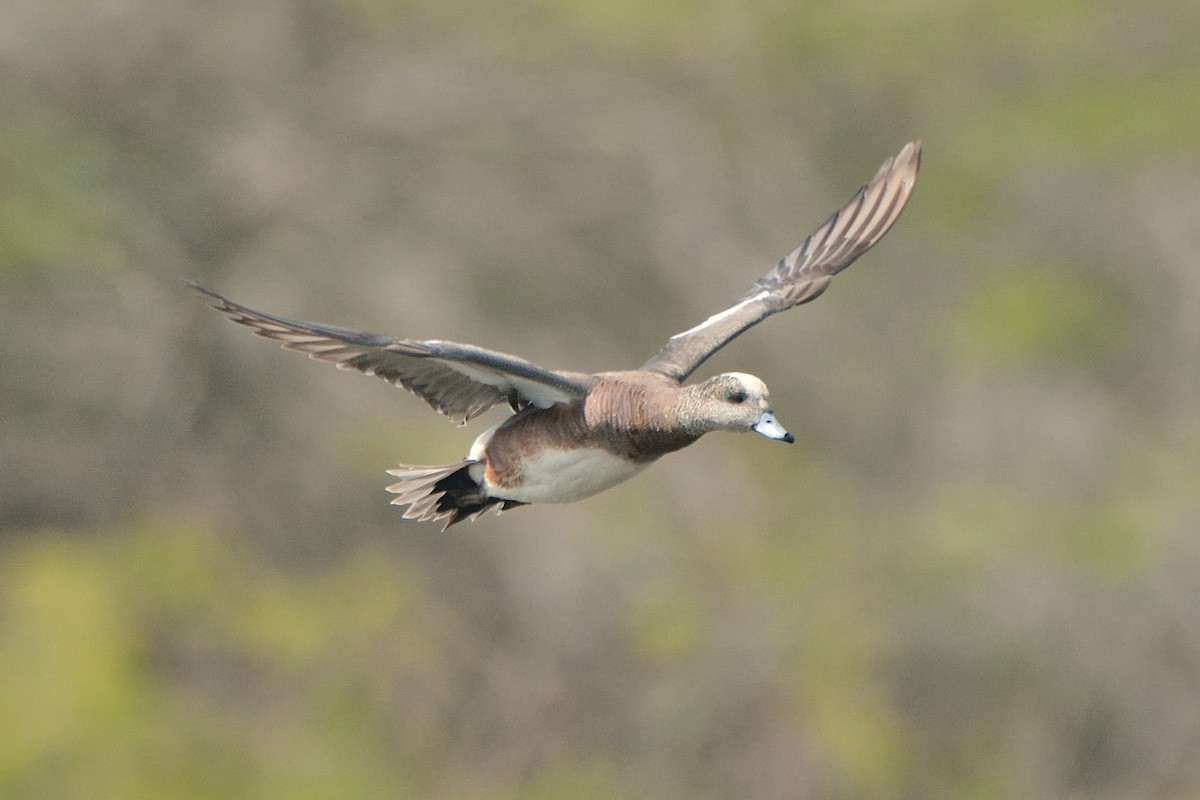 American Wigeon - ML128501761