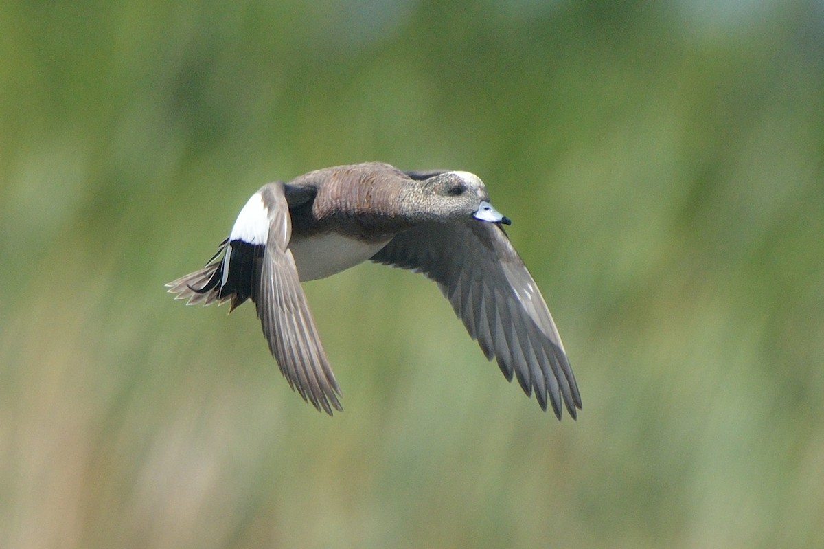 American Wigeon - ML128501781