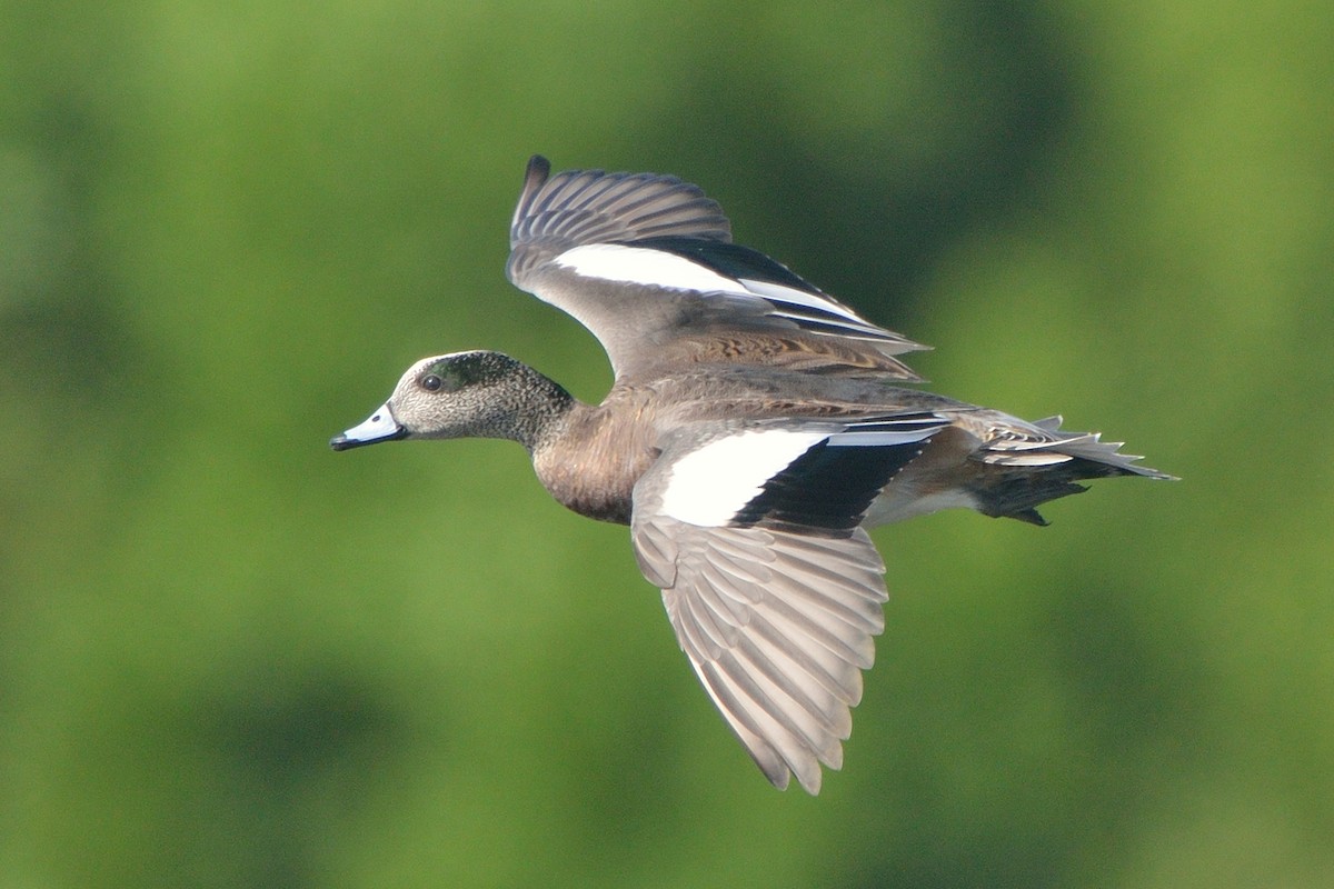 American Wigeon - ML128501791