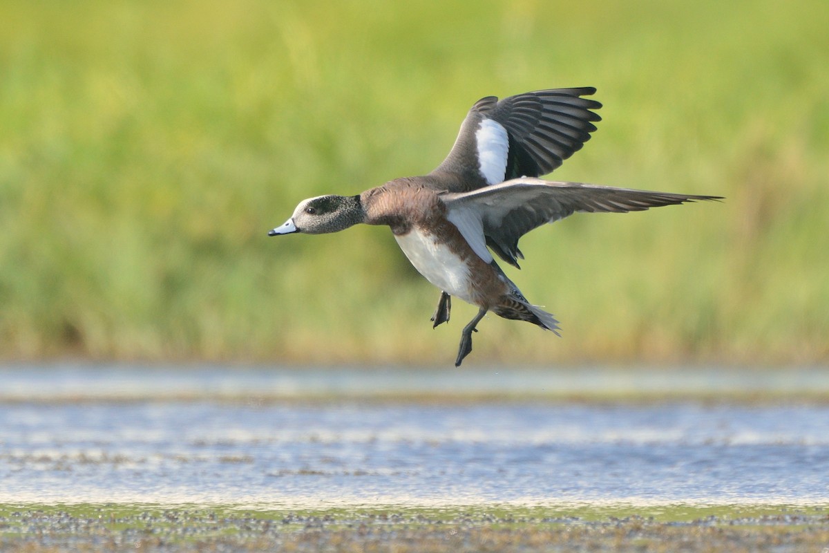 American Wigeon - Michiel Oversteegen