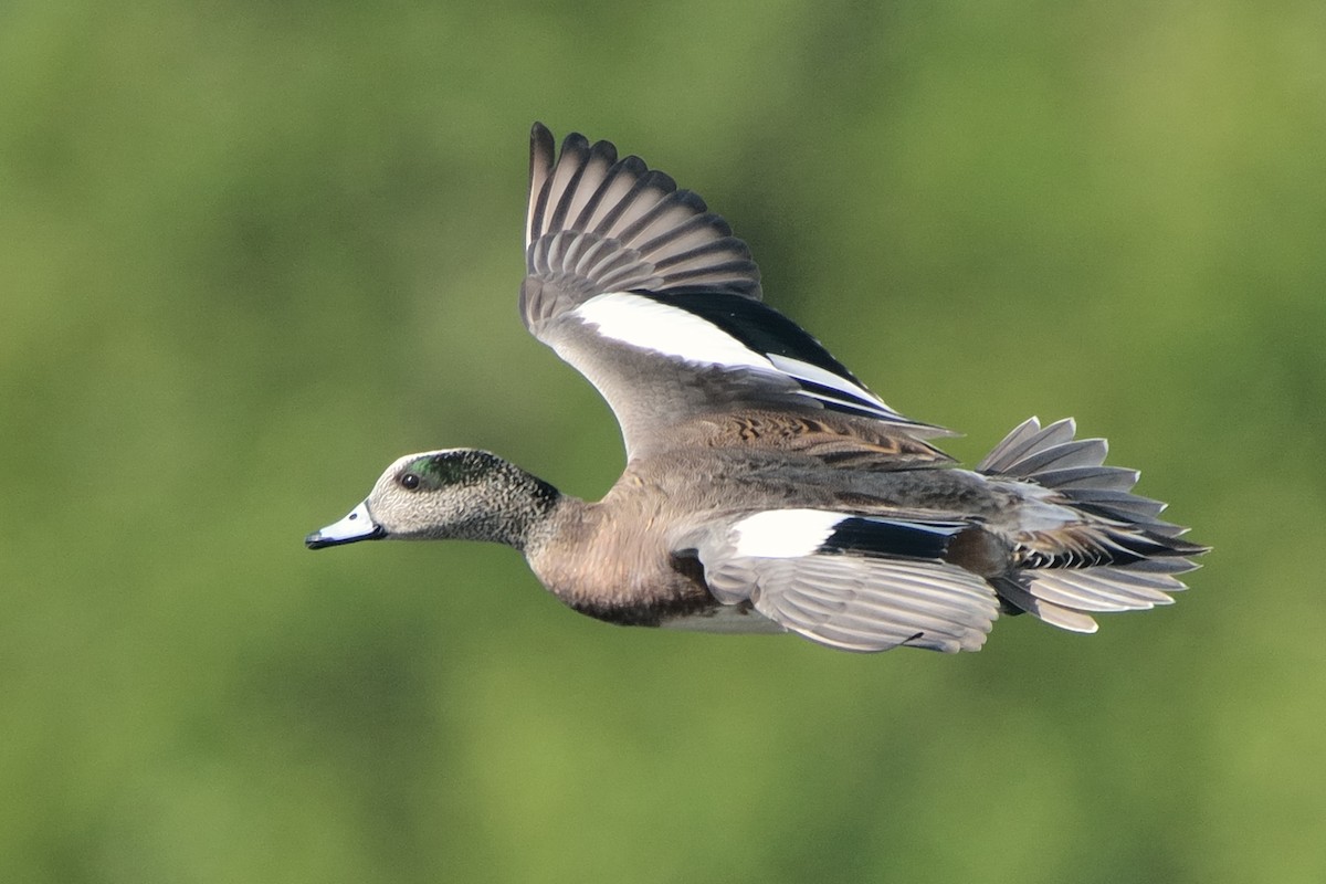 American Wigeon - ML128501841