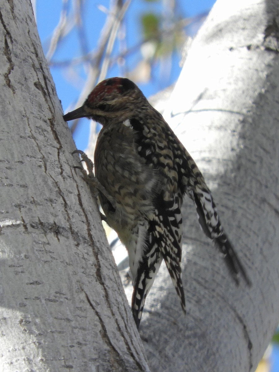 Yellow-bellied Sapsucker - ML128503691