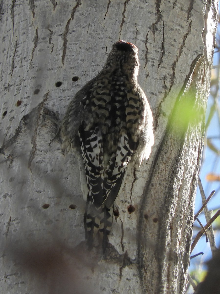 Yellow-bellied Sapsucker - Paul Suchanek