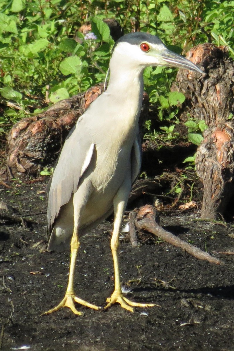 Black-crowned Night Heron - ML128511521