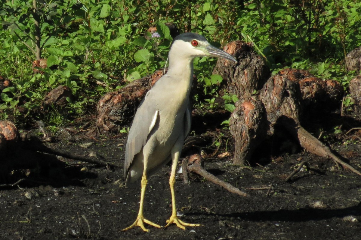 Black-crowned Night Heron - ML128511571