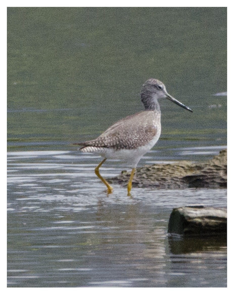 Greater Yellowlegs - ML128515251