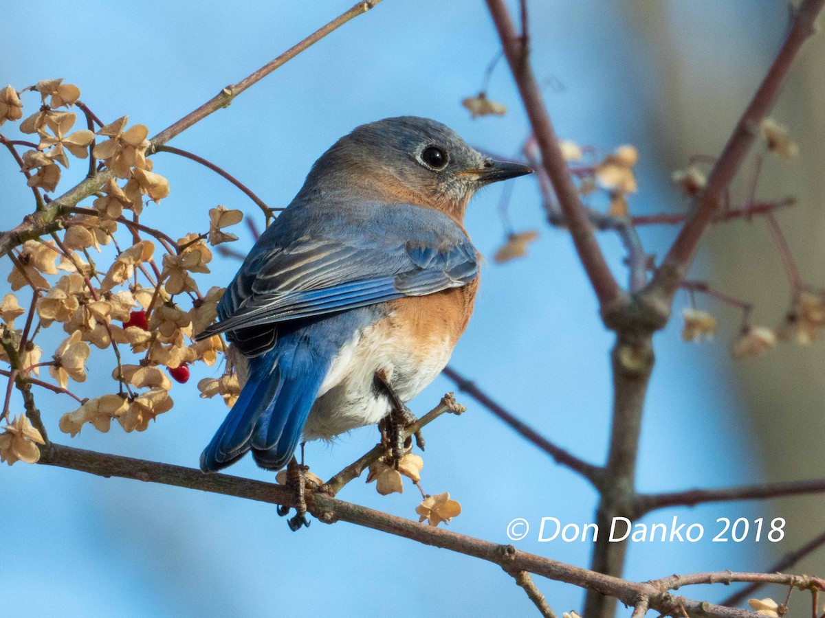 Eastern Bluebird - Don Danko