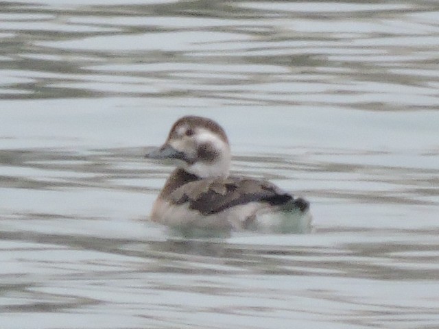 Long-tailed Duck - ML128522731