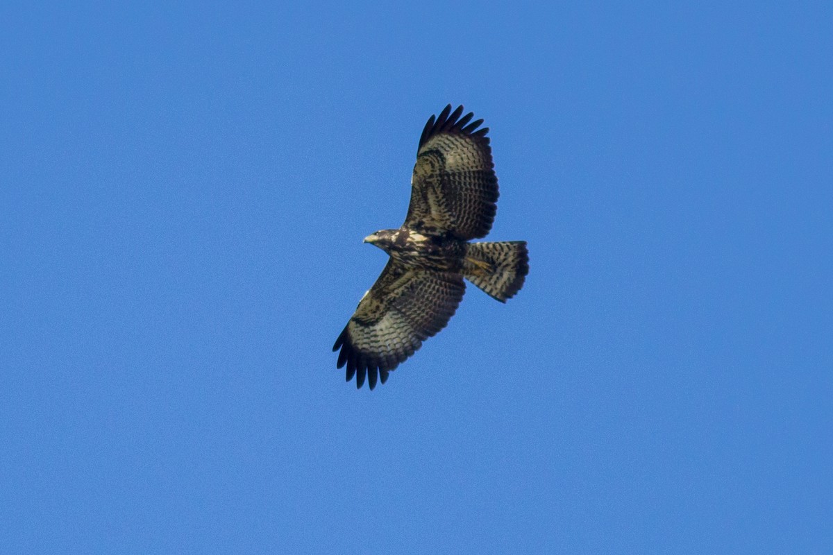 Common Black Hawk - ML128525051