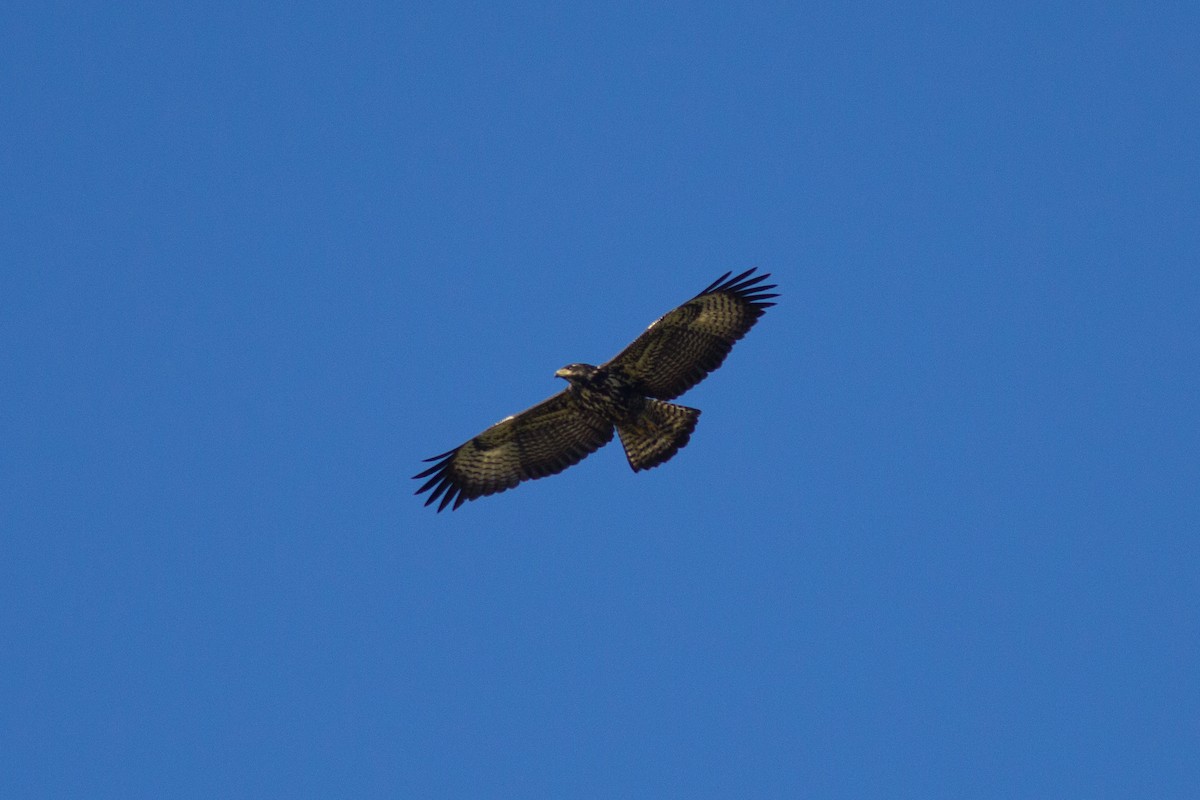 Common Black Hawk - ML128525071