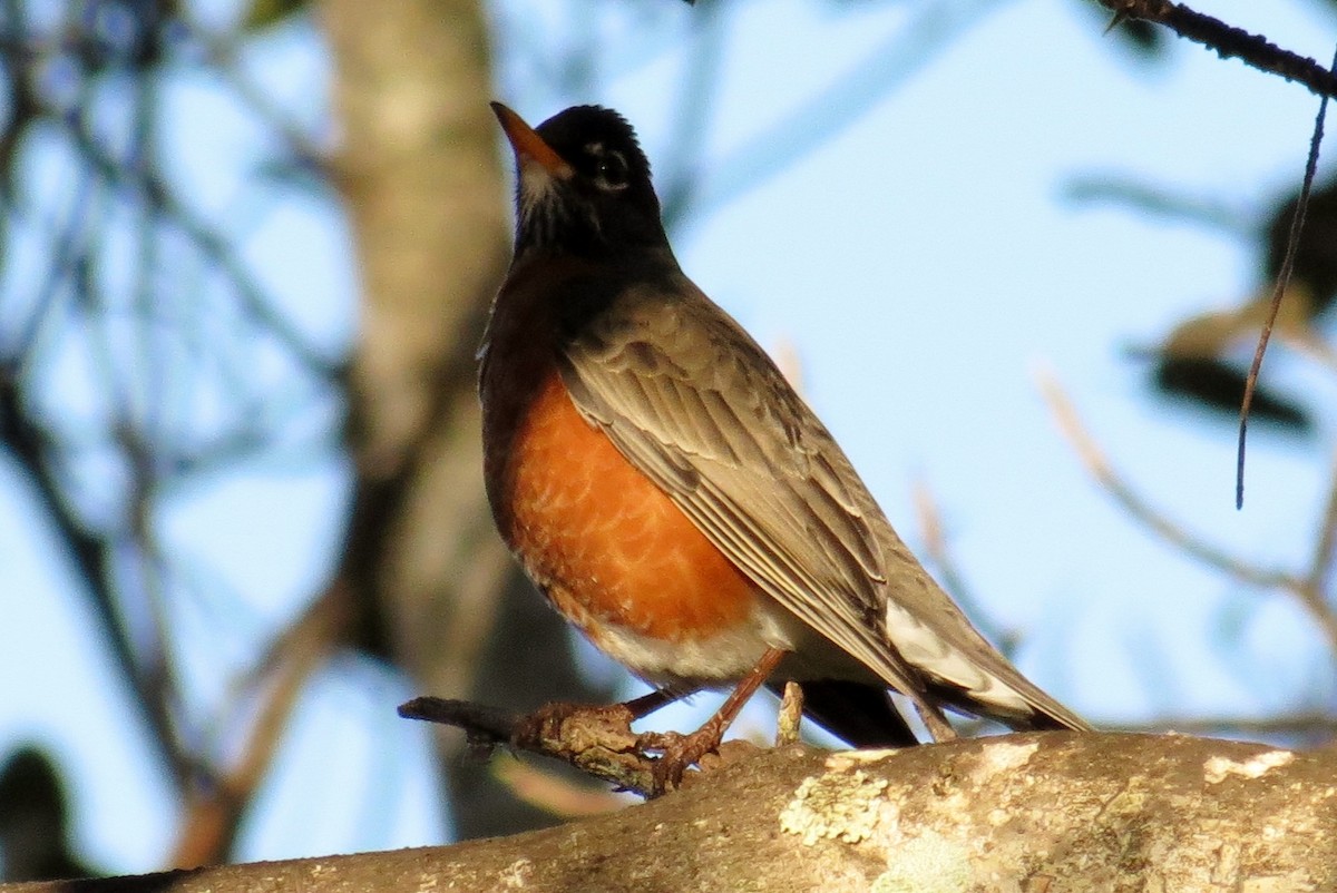 American Robin - ML128525161