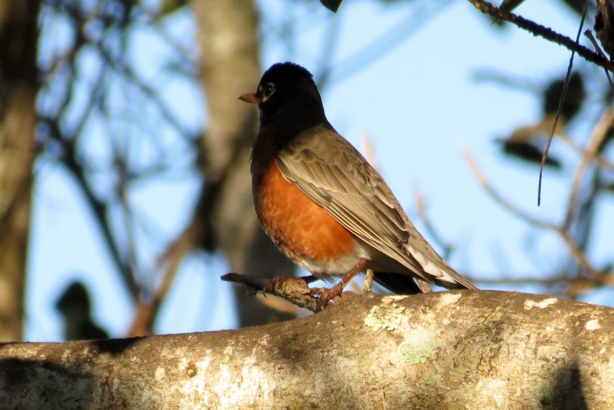 American Robin - ML128525171