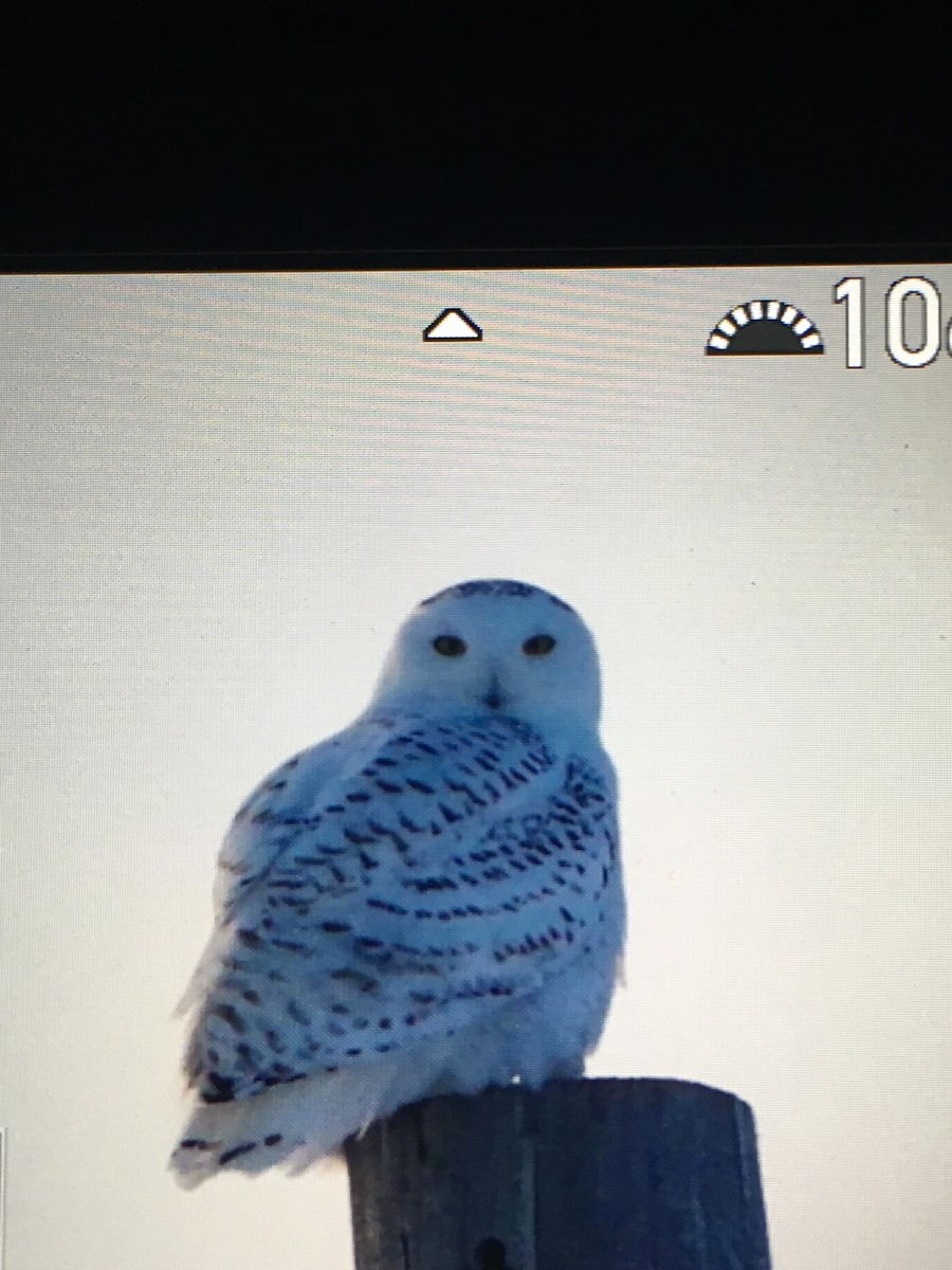 Snowy Owl - Clayton Gallaway