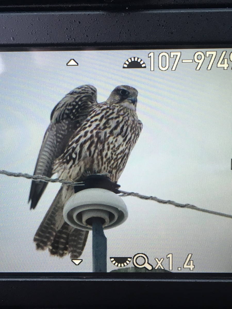 Gyrfalcon - Clayton Gallaway