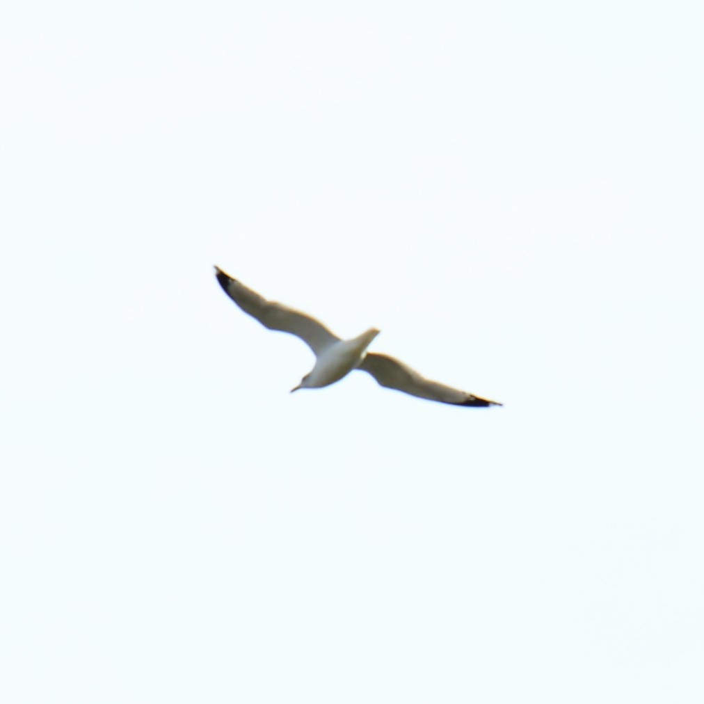 Делавэрская чайка - ML128529711