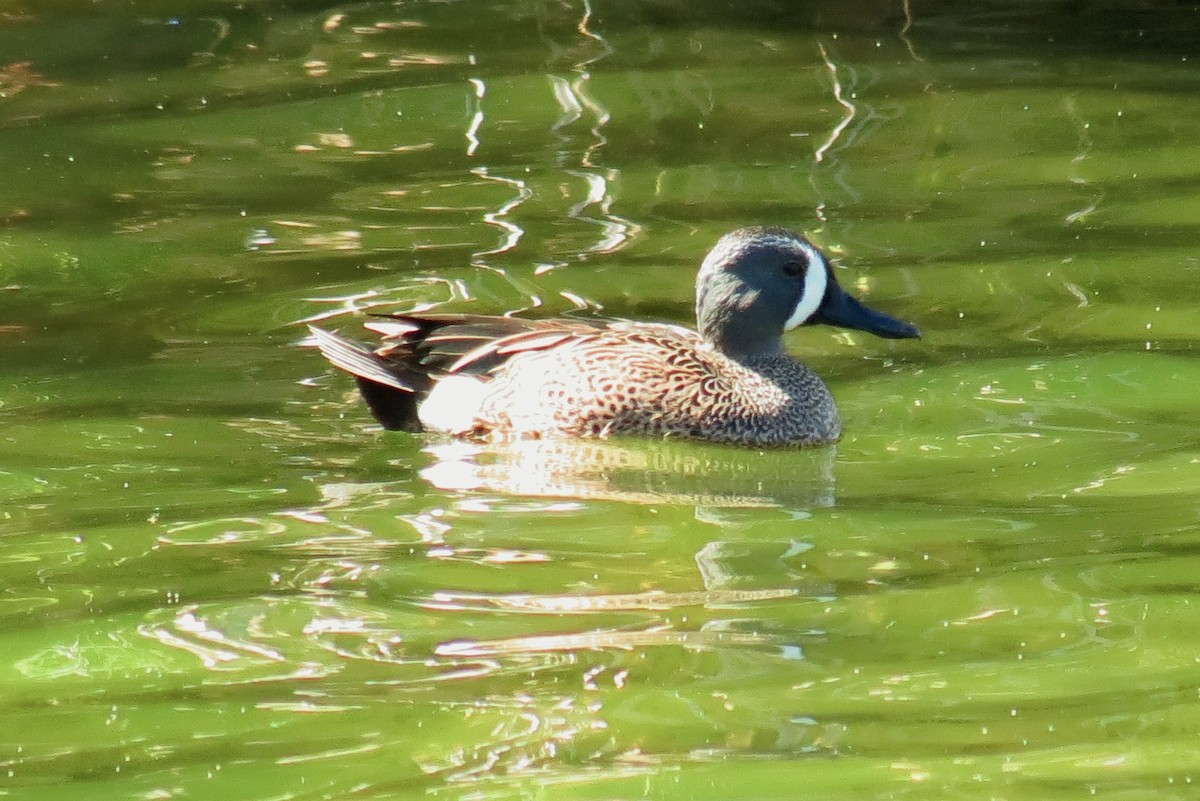 Blue-winged Teal - ML128530851