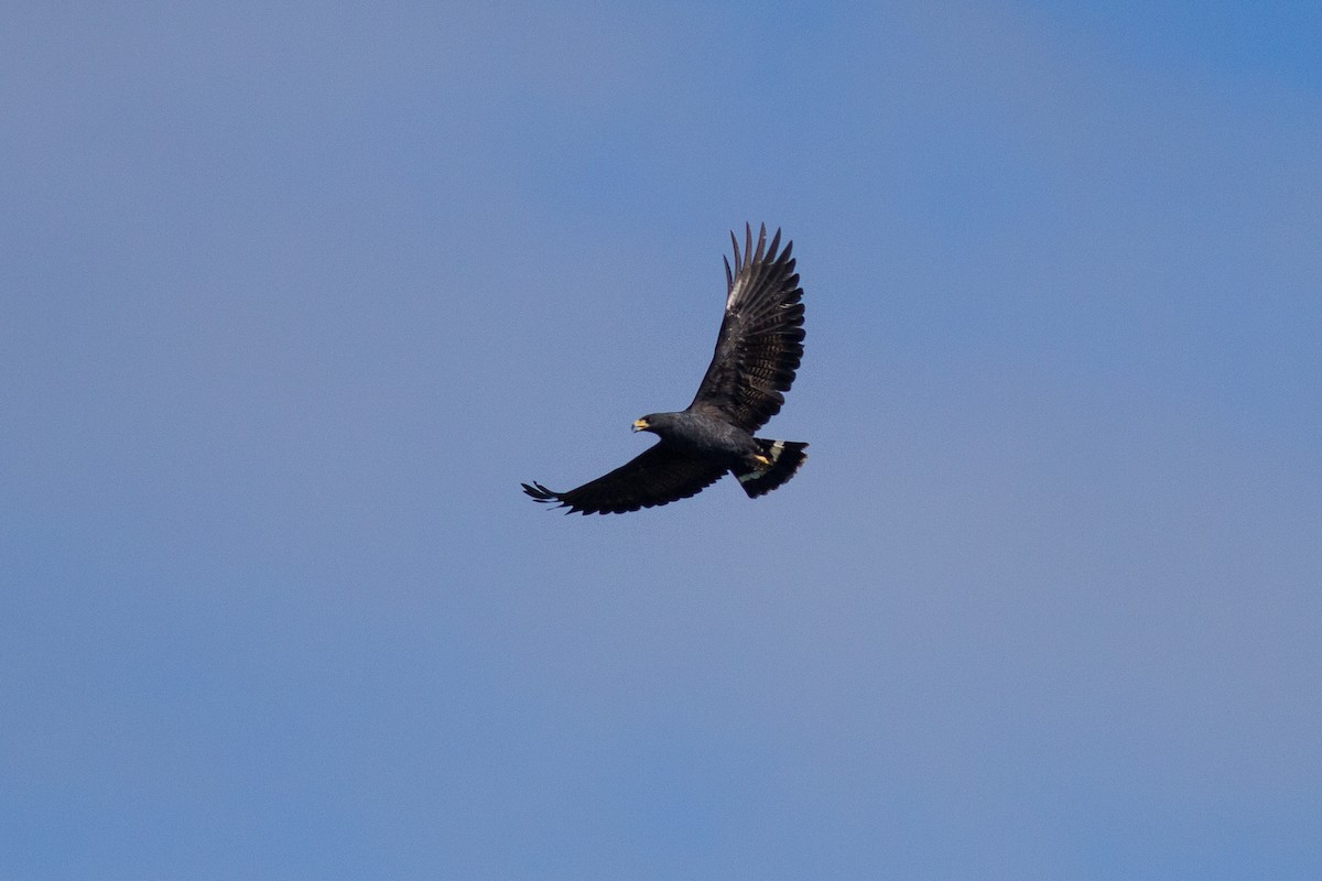 Common Black Hawk - ML128534121