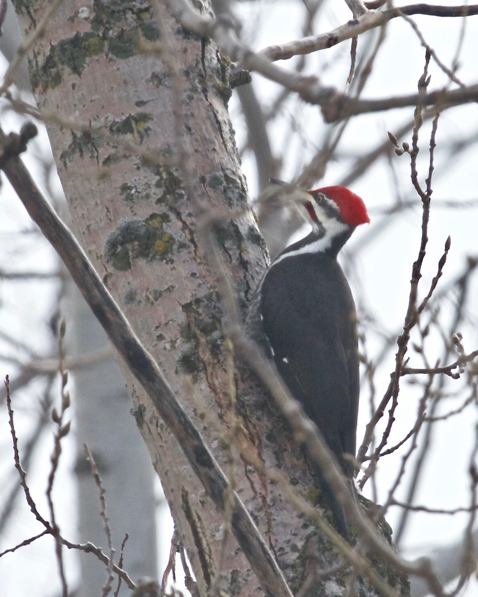 Pileated Woodpecker - ML128535111