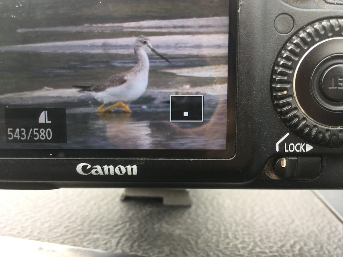 Greater Yellowlegs - ML128537411