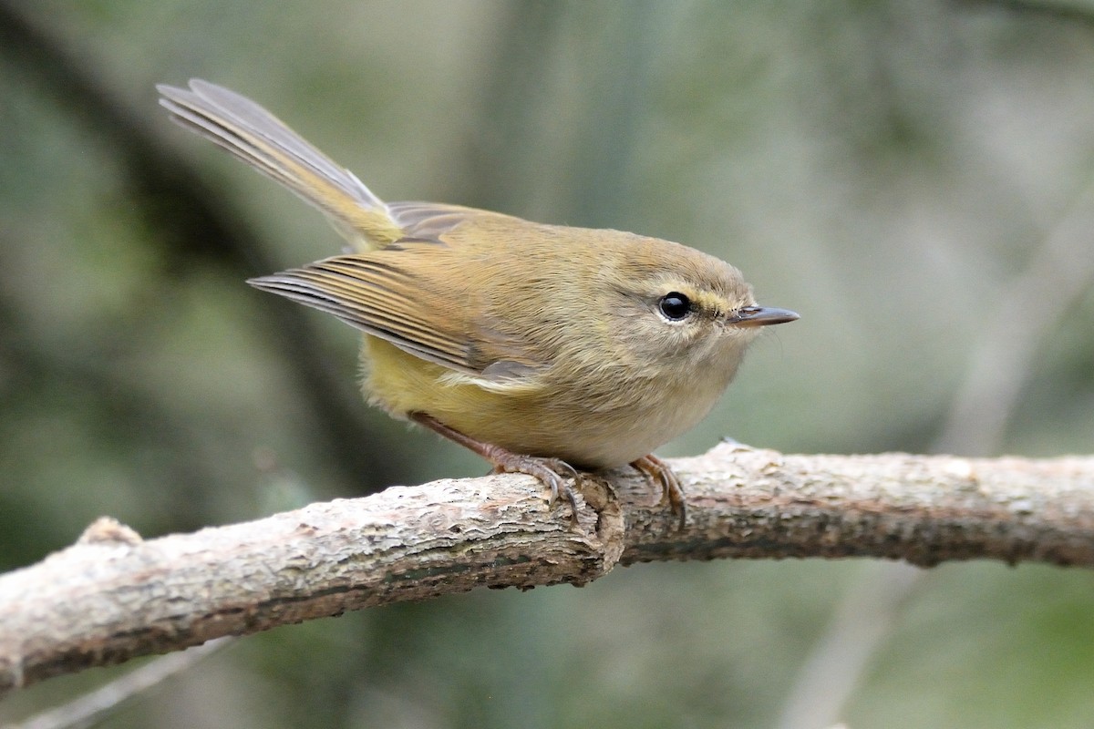 Hume's Bush Warbler - ML128552851