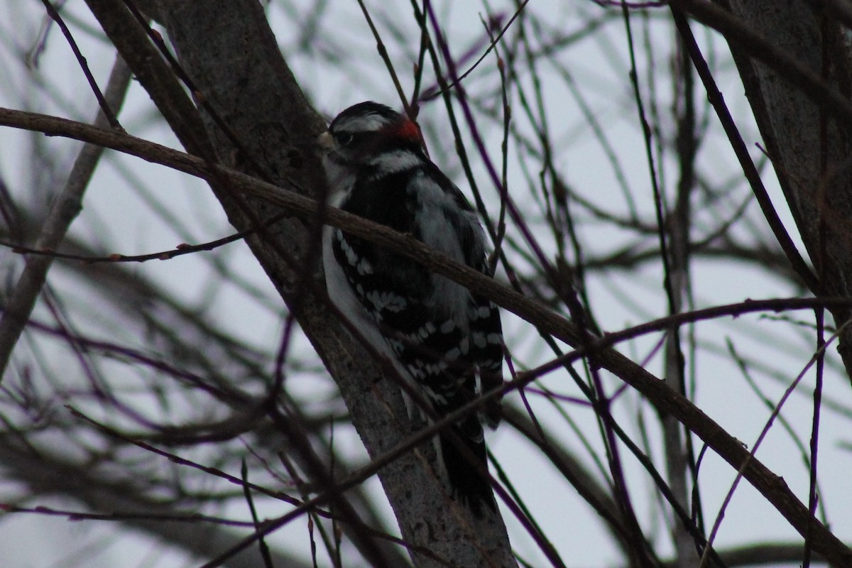 Downy Woodpecker - Zane Shantz