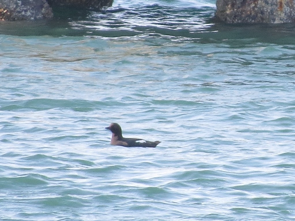 Pigeon Guillemot - Mike Coulson