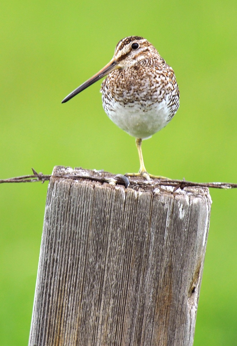 Wilson's Snipe - ML128563271