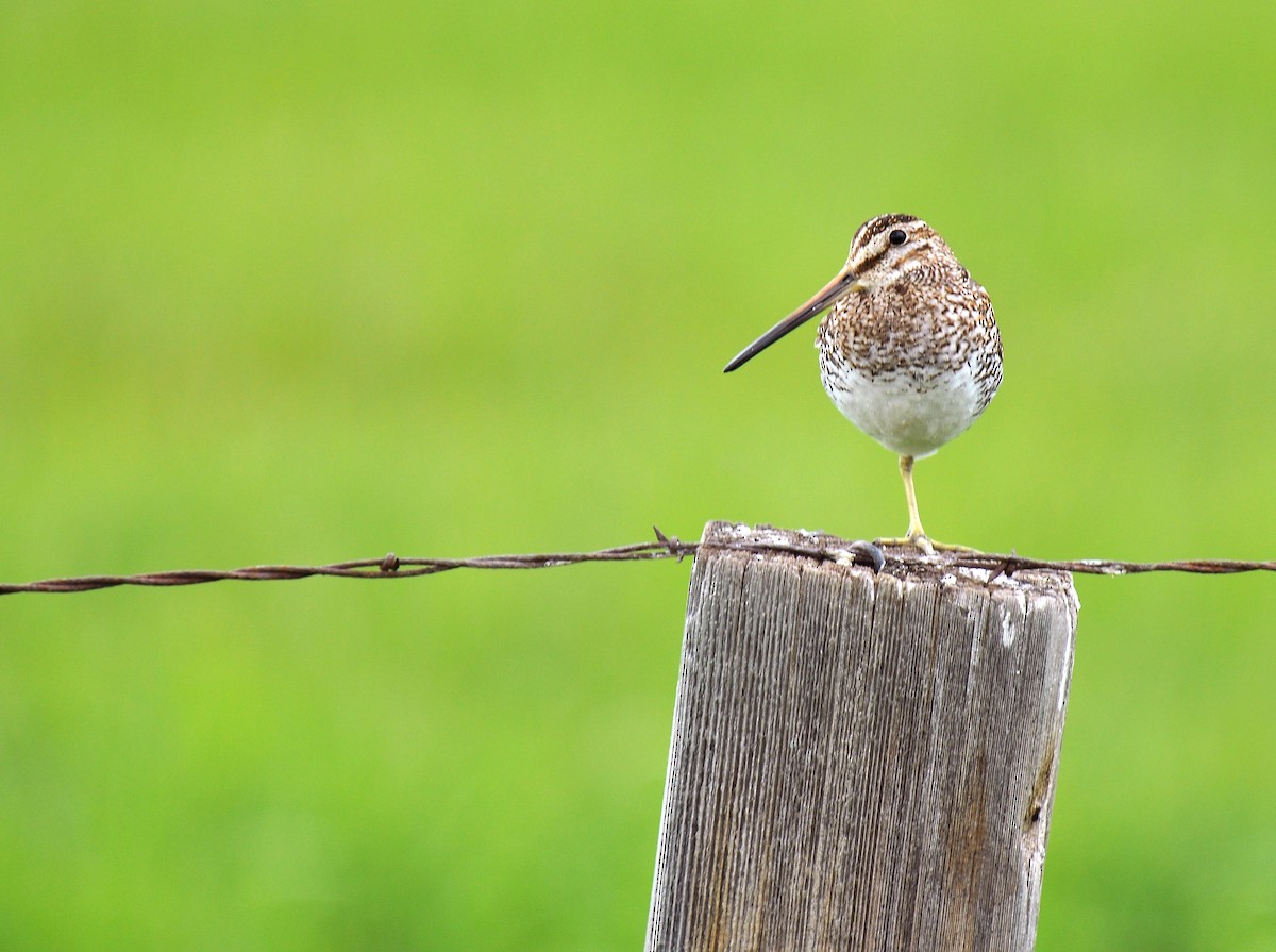 Wilson's Snipe - ML128563321